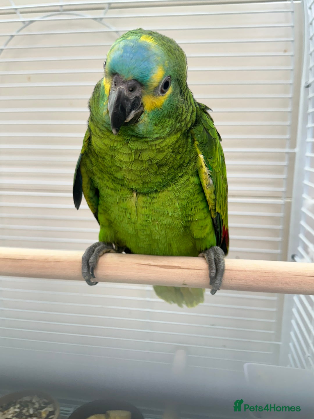 Parrots birds for sale: Hand Reared Blue Fronted Amazons - Image 1