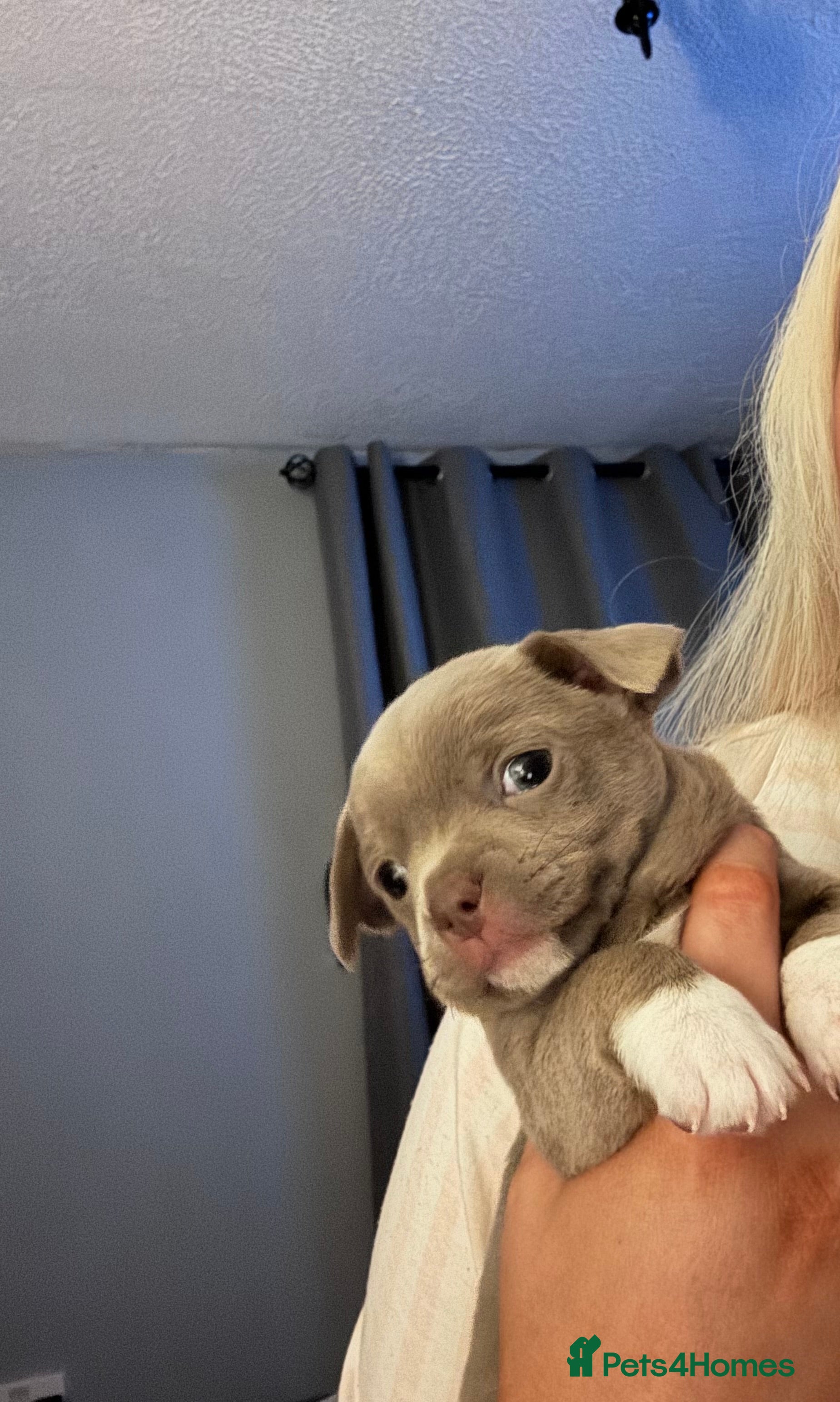 Chihuahua dogs Chihuahua puppy - Advert 4