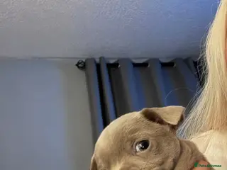 Chihuahua dogs Chihuahua puppy - Advert 4