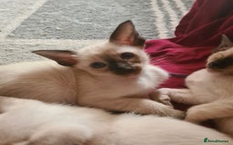 Siamese cats for sale: GCCF Registered Seal Point Boys - Image 4