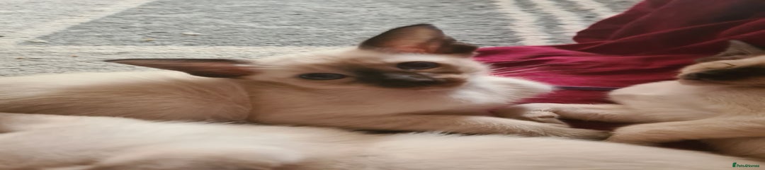 Worm