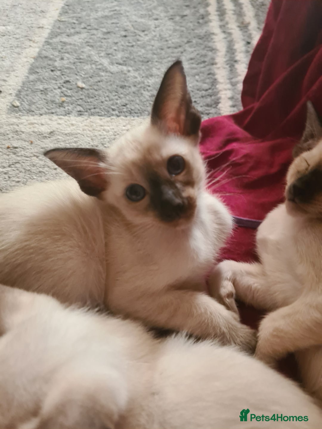 Siamese cats for sale: GCCF Registered Seal Point Boys - Image 4