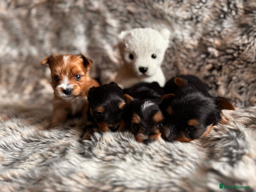 Yorkshire Terrier dogs for sale: Miniature pedigree Yorkshire Terrier  - Image 2