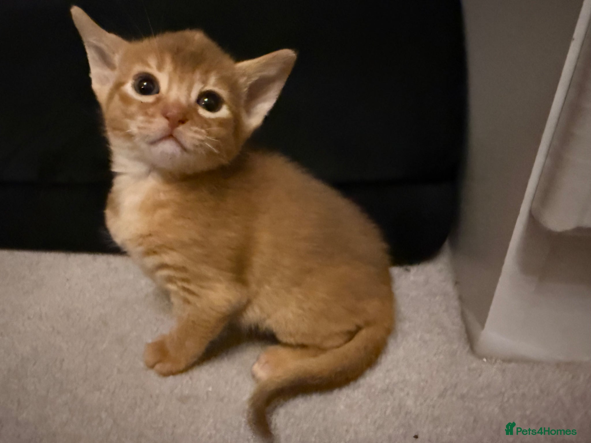 Abyssinian cats TICA reg rarest colours Aby kittens boys and girls - Advert 2