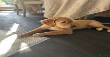 Golden Retriever dogs - Advert 3