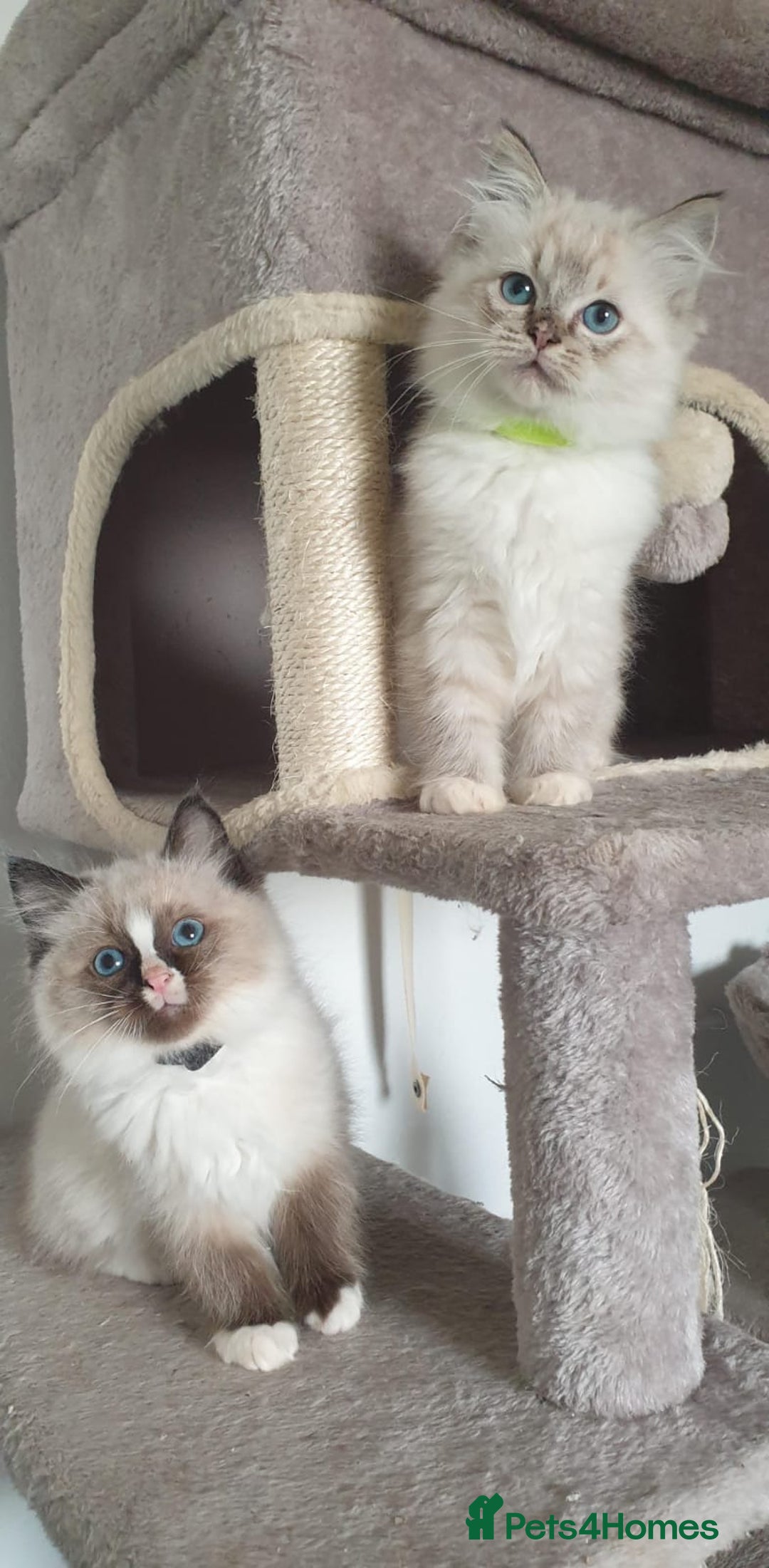 Ragdoll cats for sale: Stunning GCCF Registered Ragdoll Kittens. - Advert 4