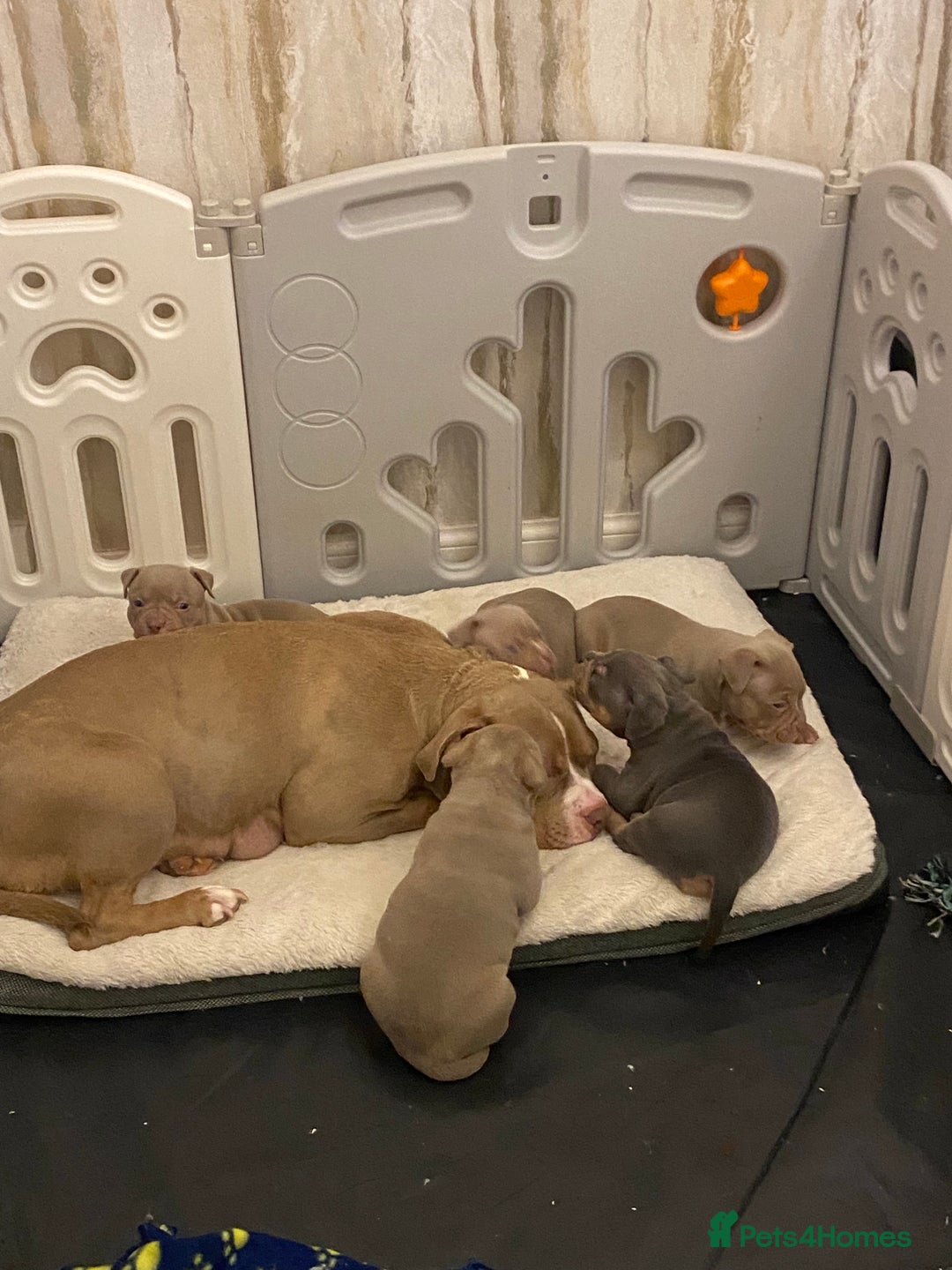 American Bully dogs for sale: Pocket bully pups - Advert 24