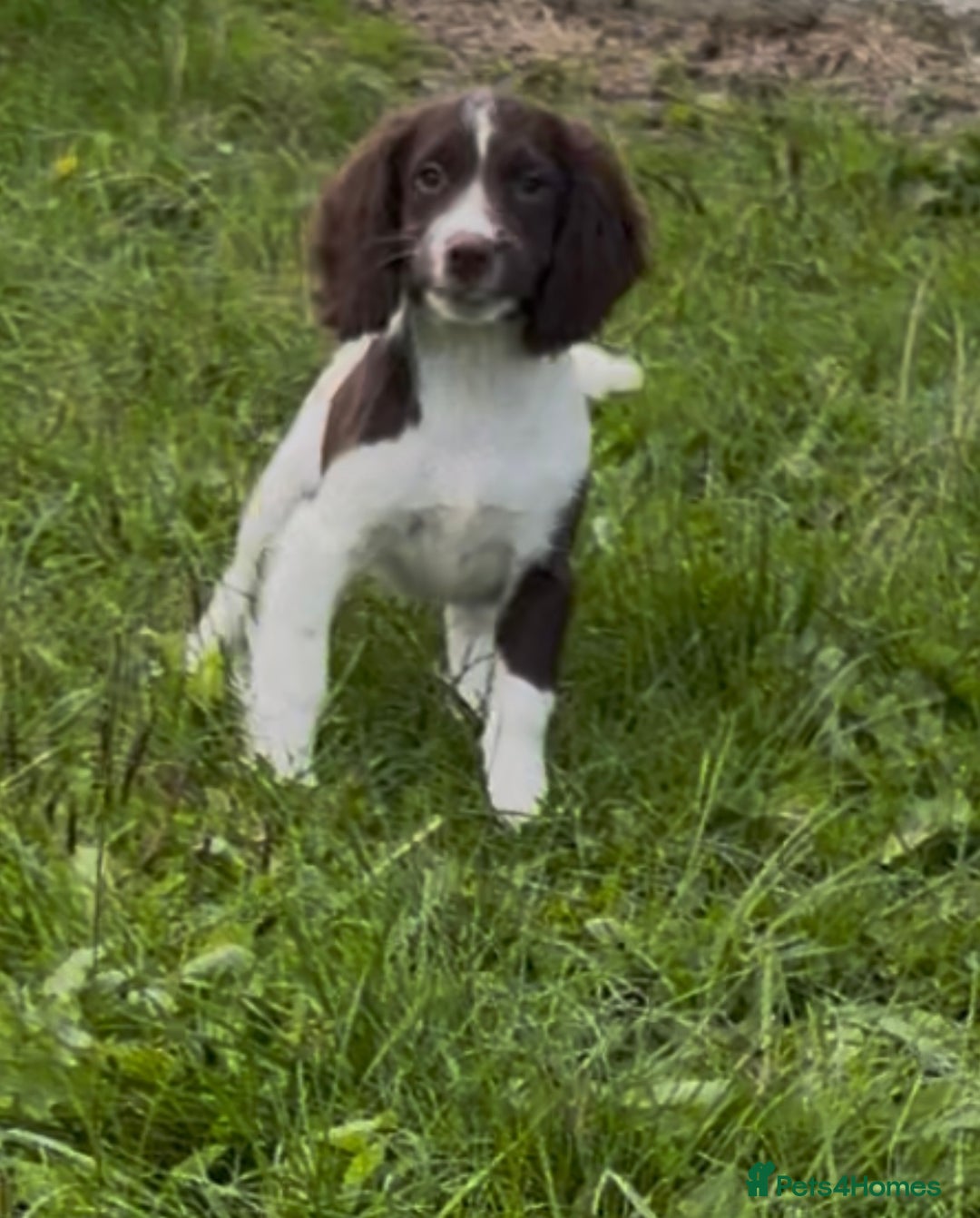 English Springer Spaniel dogs for sale: English springer spaniel - Image 7