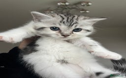 Persian cats for sale: Doll face Persian x - Image 27