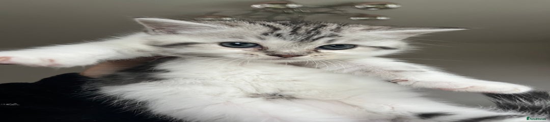 Female tabby 