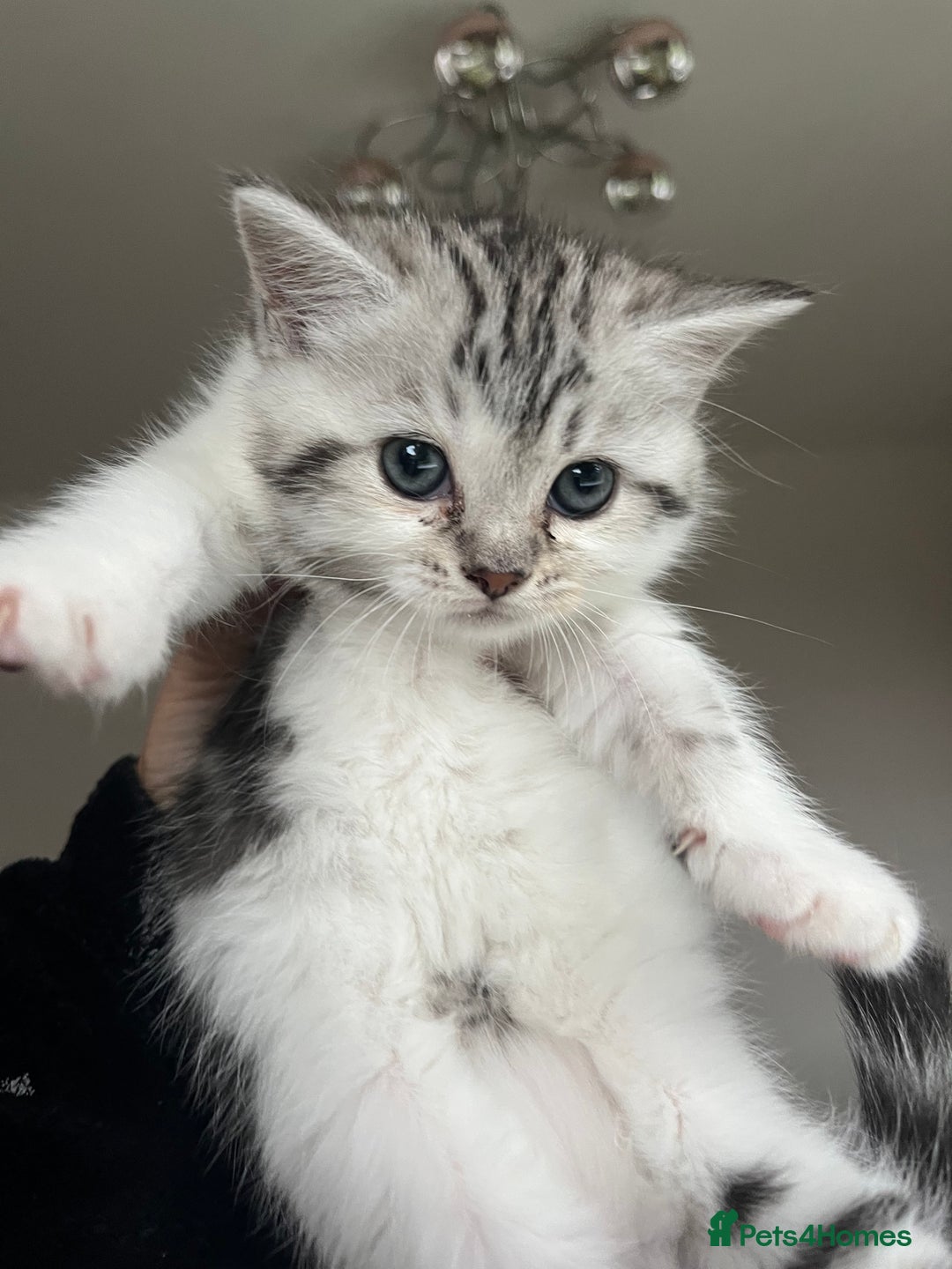 Persian cats for sale: Doll face Persian x - Image 27