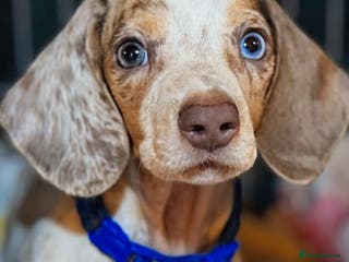 Miniature Dachshund dogs Pure Miniatures Ready To Go Home - Advert 2