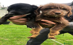 Mixed Breed dogs for sale: Dachshund cross puppies for sale  - Image 2