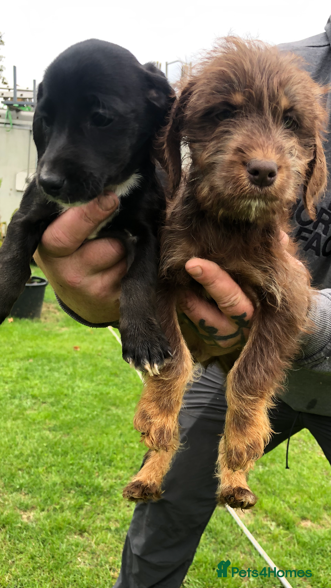 Mixed Breed dogs for sale: Dachshund cross puppies for sale  - Image 2