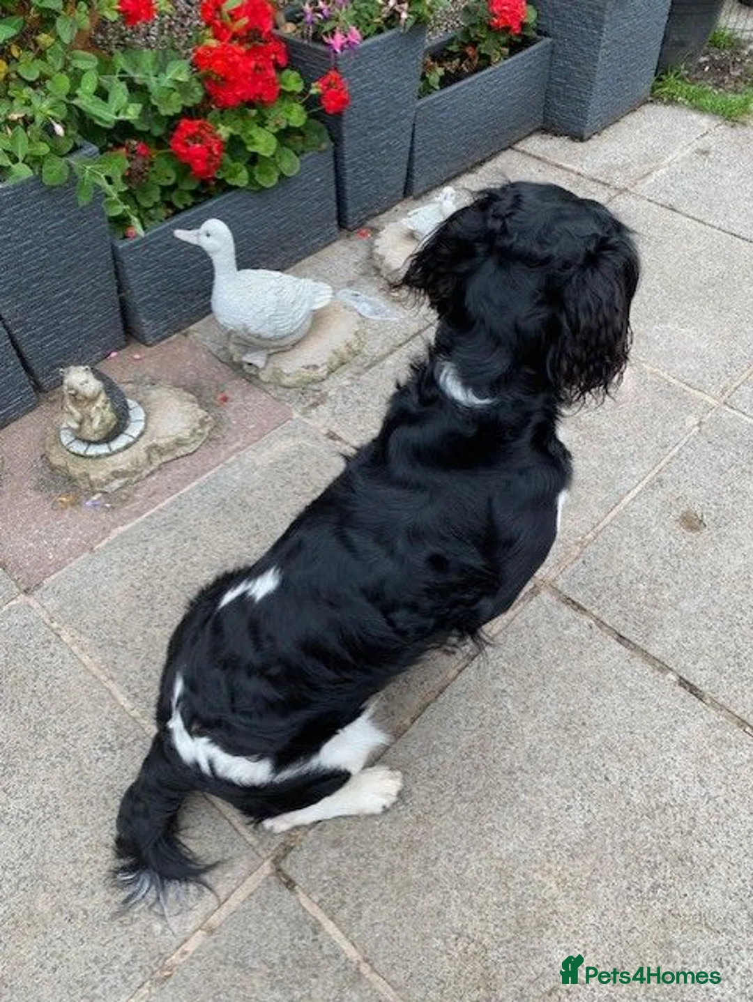 English Springer Spaniel dogs for sale: KC Registered - Fully Health Tested Parents   - Advert 16