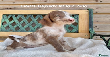Mixed Breed dogs in Rhayader - Advert 5