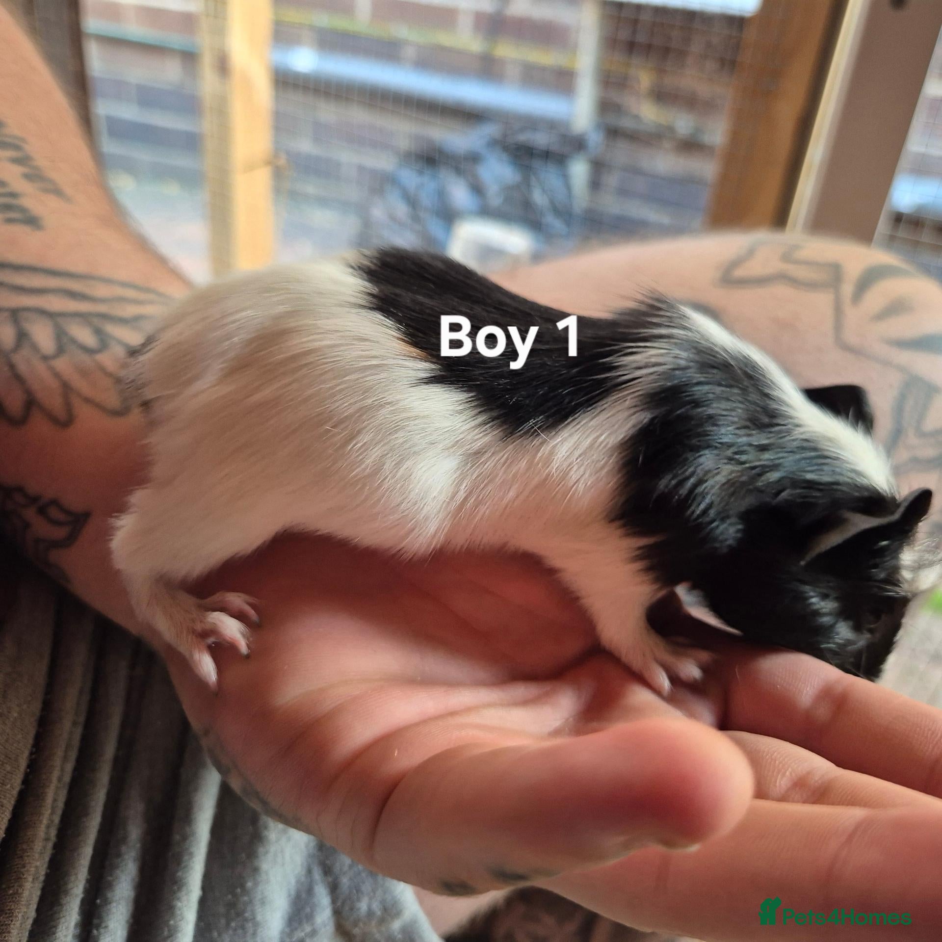 Guinea Pig rodents Mixed litter of Guinea pigs - Advert 2