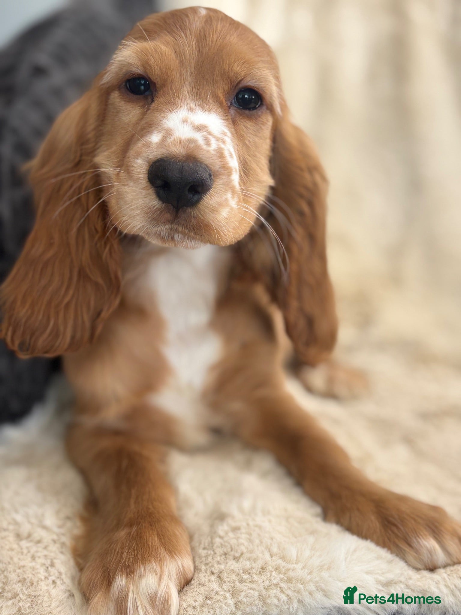 Cocker Spaniel dogs NOW FULLY VACCINATED show cocker spaniel puppies   - Advert 2