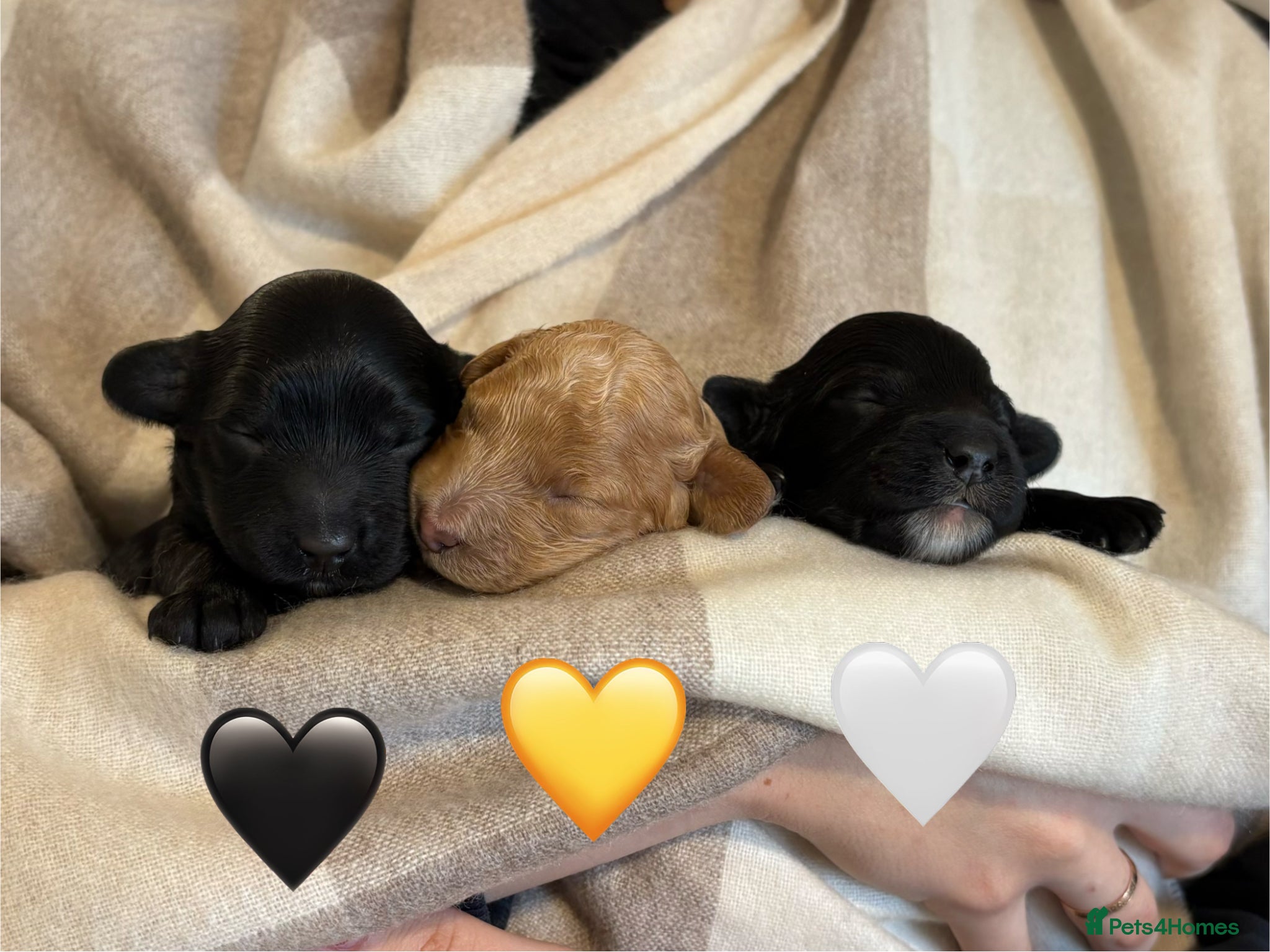 Australian Labradoodle dogs Three Beautiful Australian Labradoodle Boys - Advert 1