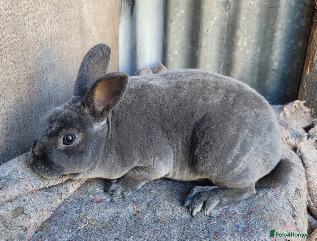 Rex rabbits for sale: 1 x blue rex buck, 3 x rex does - 6 months old - Image 3