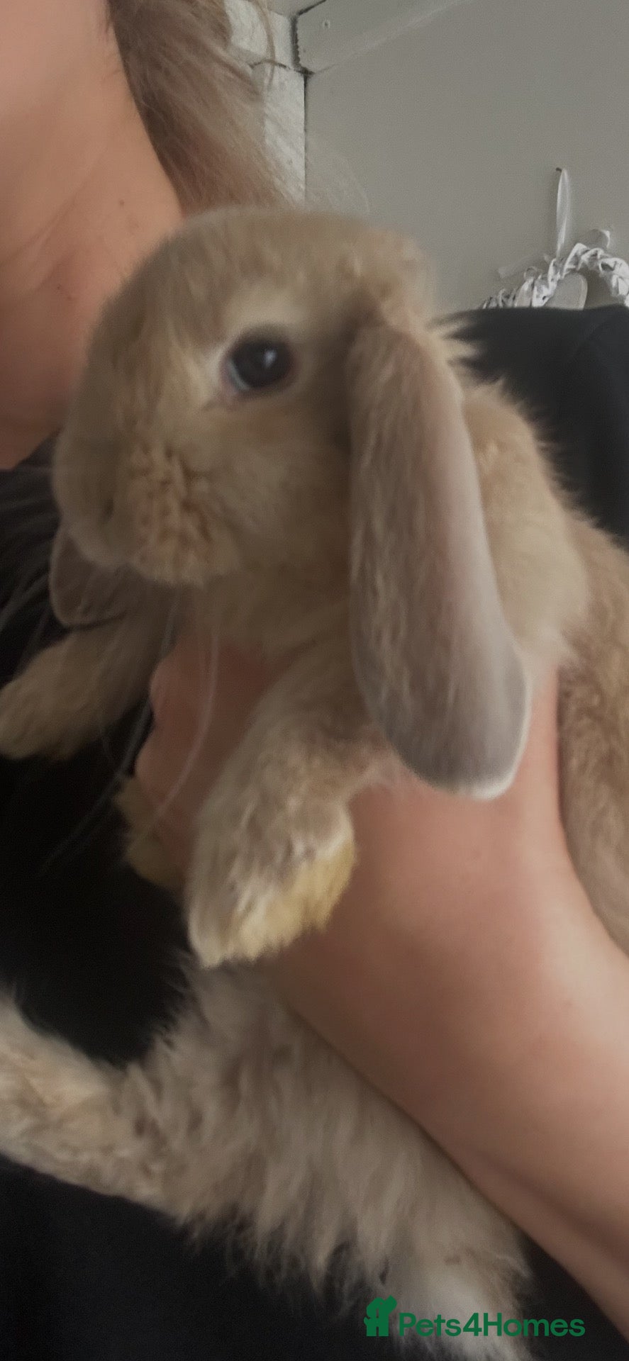 French Lop rabbits ONE BABY LEFT - Pure Bred French Lop Babies.  - Advert 2