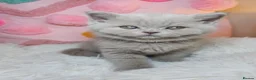 British Shorthair cats for sale: Luxury British Shorthair 🧸 Rare Lilac & Cinnamon - Advert 28