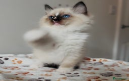 Ragdoll cats for sale: 💙🐾Tica full Pedigree🐾EU Ragdoll 🐱🐾DNA Clear - Image 33