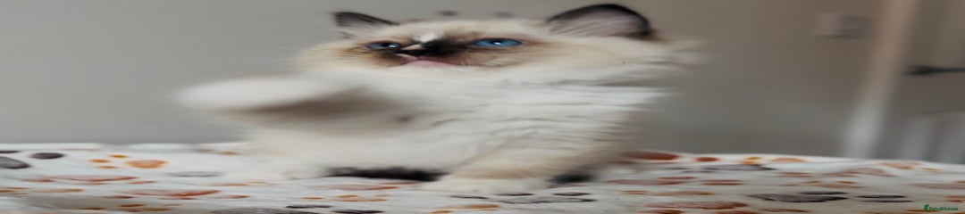 Ragdoll Kitten 8
