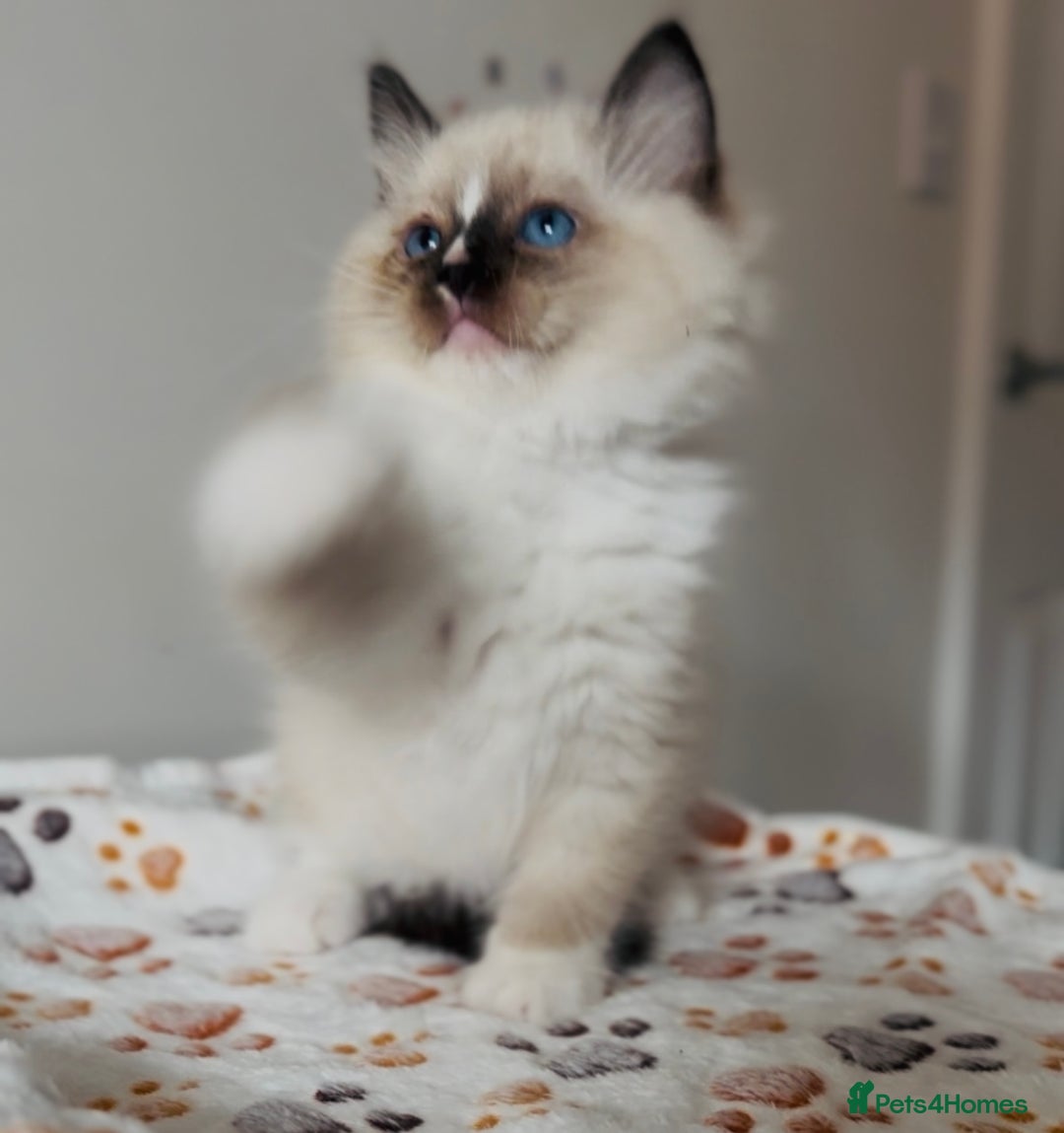 Ragdoll cats for sale: 💙🐾Tica full Pedigree🐾EU Ragdoll 🐱🐾DNA Clear - Image 33