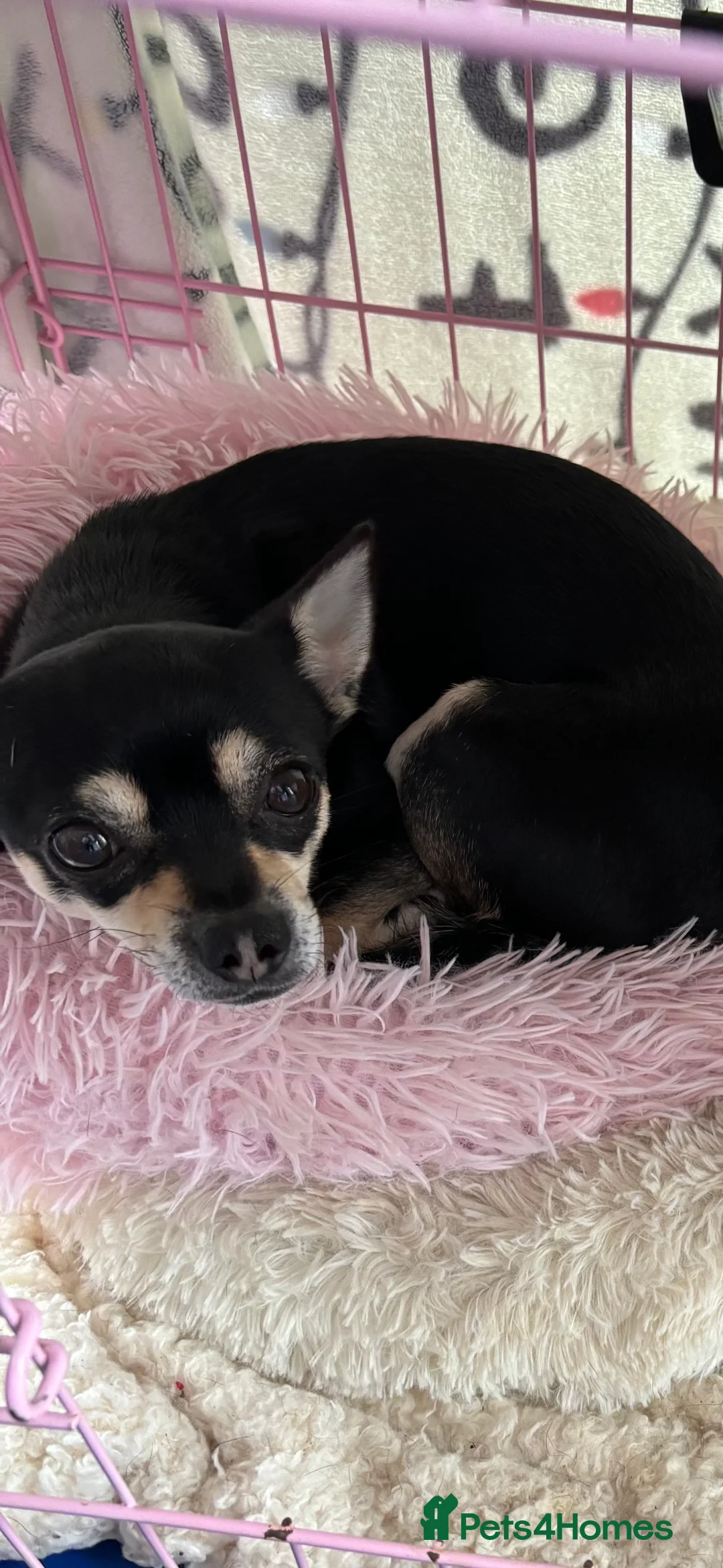 Chihuahua dogs for sale: Chihuahua puppies  - Advert 1