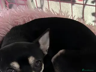 Chihuahua dogs Chihuahua puppies - Advert 1