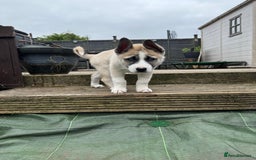 Huskita dogs for sale: Huskita (Husky x Akita) Pup - Image 6