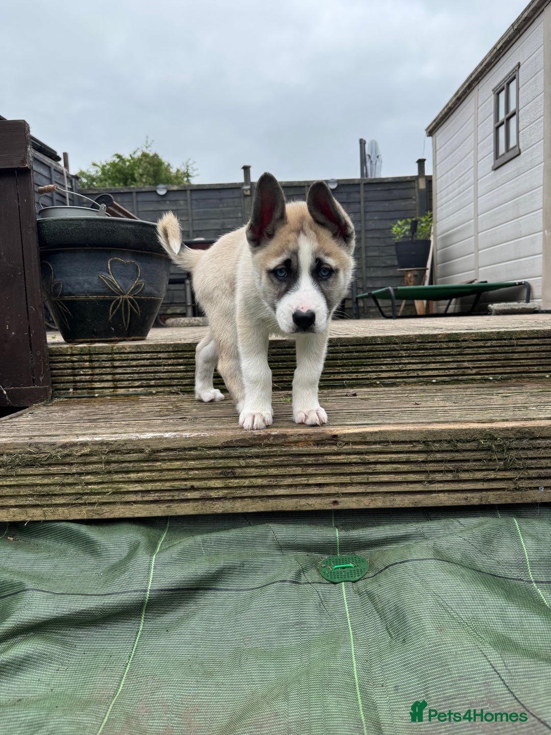 Huskita dogs for sale: Huskita (Husky x Akita) Pup - Image 6