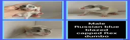 Rat rodents for sale: Adorable Dumbo Baby Rats  - Advert 39