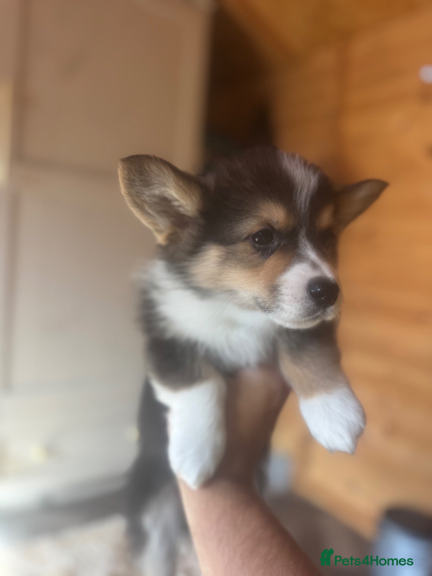 Welsh Corgi Pembroke dogs Ready now! Kc pembroke corgi puppies - Advert 14