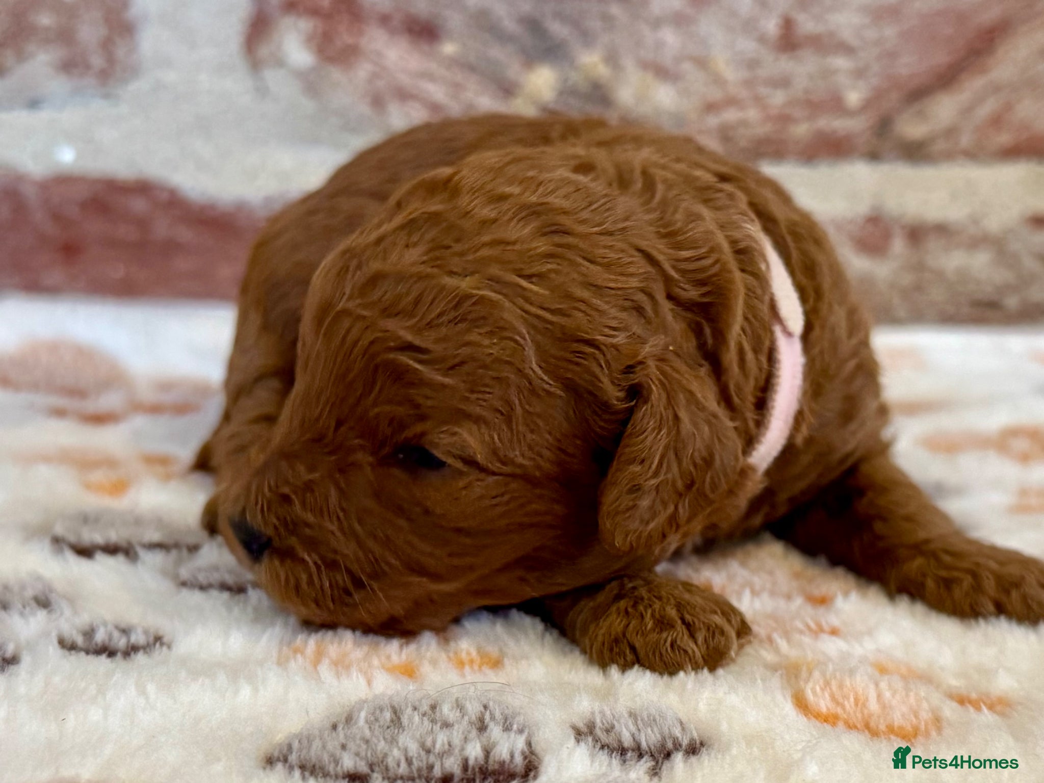 Cavapoo dogs F1b Cavapoo female 💗 - Advert 2