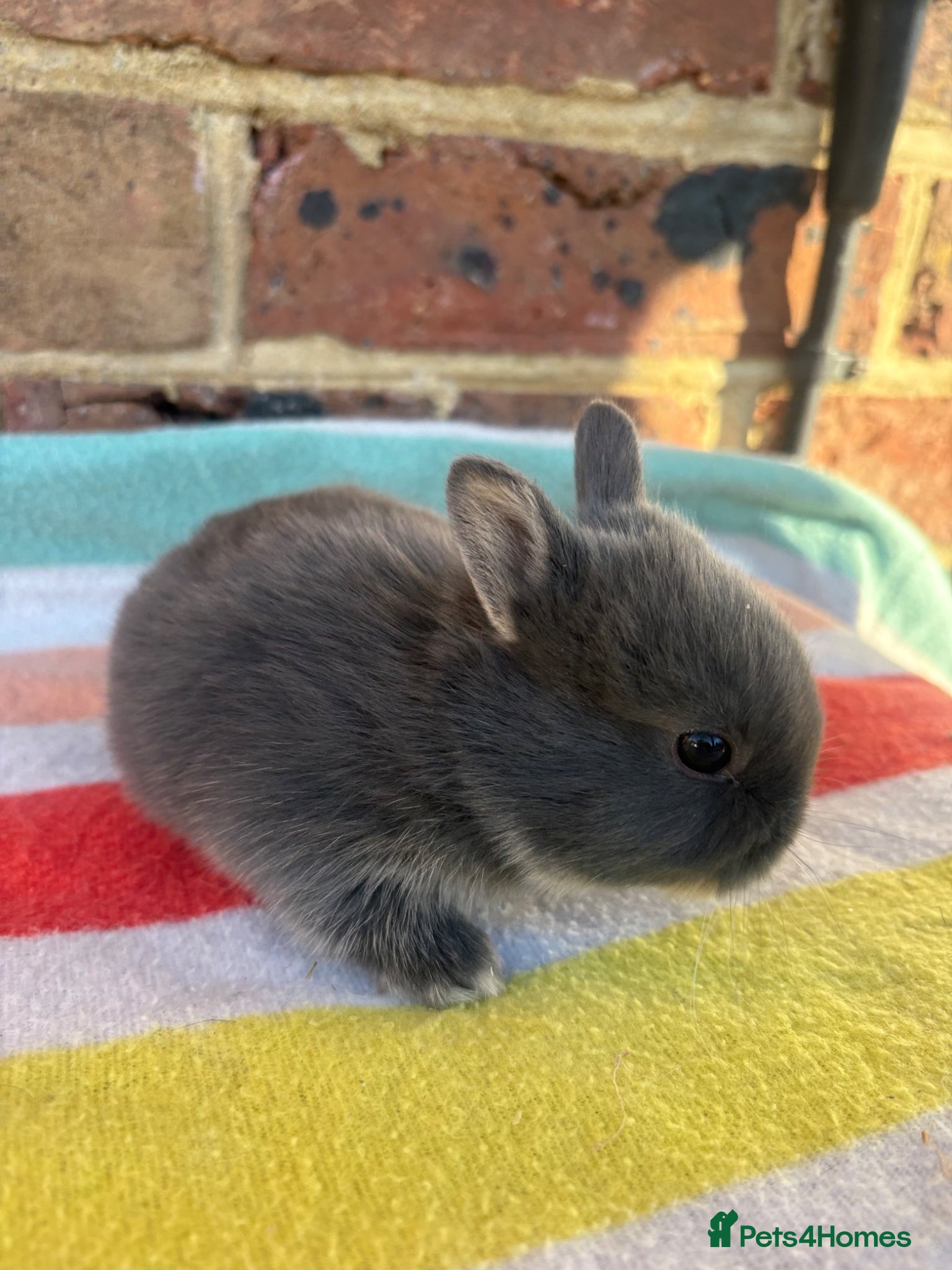 Netherland Dwarf rabbits Sweet Netherland dwarf bunnies  - Advert 5