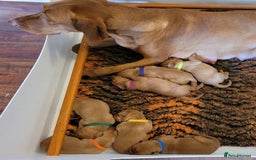 Hungarian Vizsla dogs for sale: Exceptional Hungarian Vizsla Puppies for Sale - Image 2