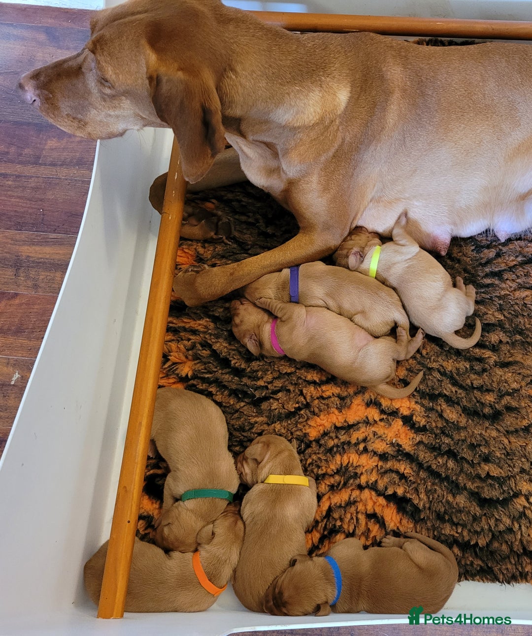 Hungarian Vizsla dogs for sale: Exceptional Hungarian Vizsla Puppies for Sale - Image 2