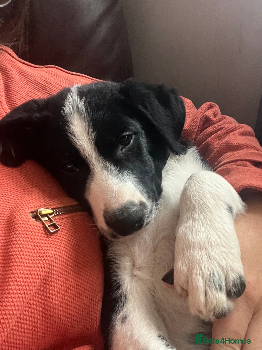 Border Collie dogs for sale: Collie puppies - Advert 17