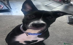 Mixed Breed dogs for sale: Daisy  - Image 1