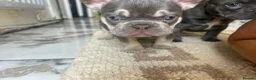 French Bulldog dogs for sale: French bulldog - Advert 8