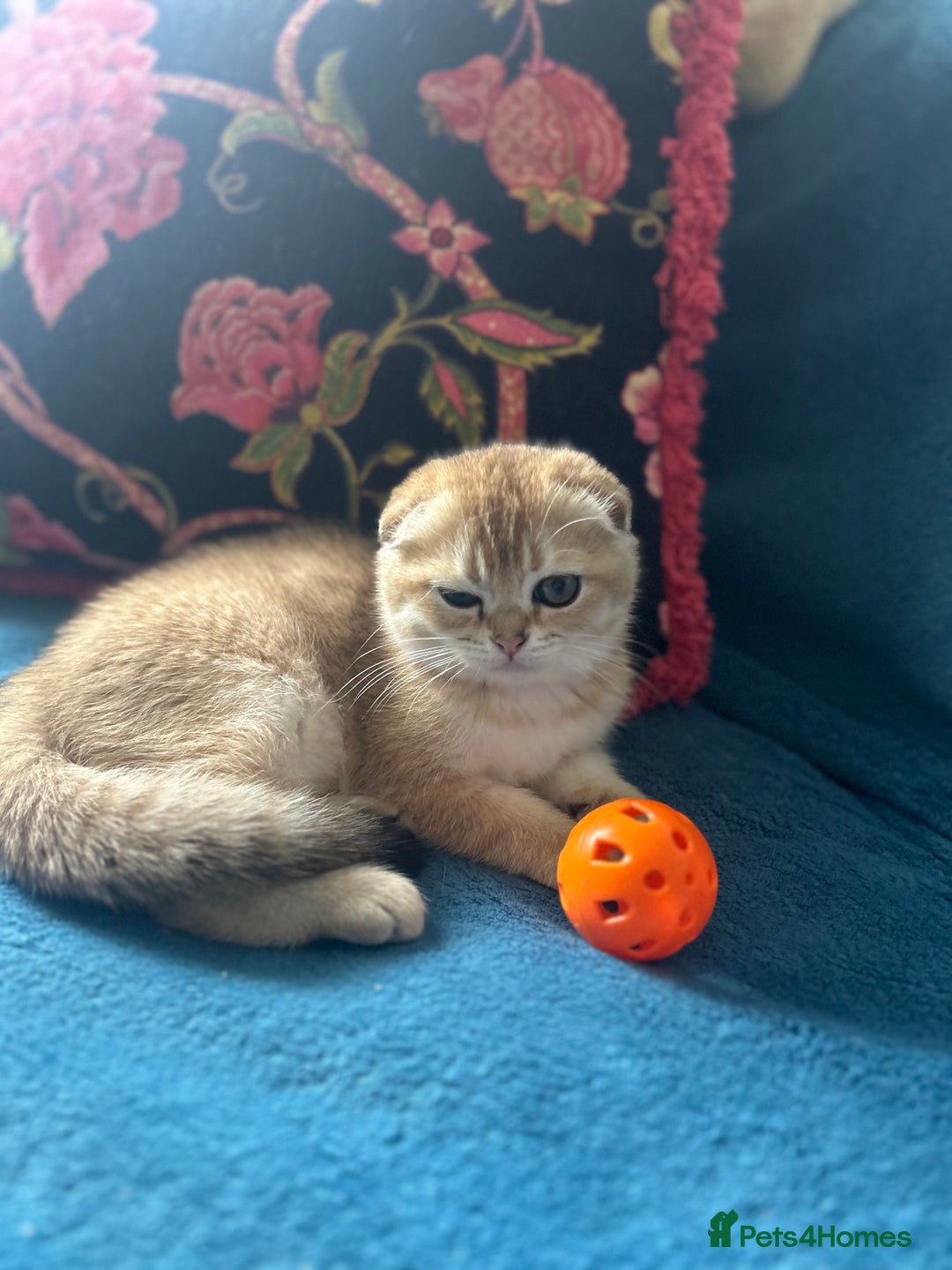 Scottish Fold cats for sale: Gold Chinchilla Scottish fold baby’s  - Image 29