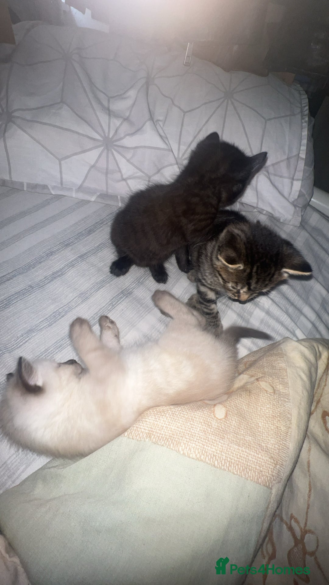 Siamese cats for sale: Mix cats tortoiseshell cat with Siamese cat  - Image 8