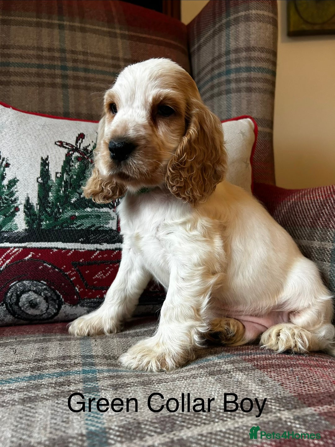 Cocker Spaniel dogs for sale: KC registered, health tested show type puppies - Advert 6