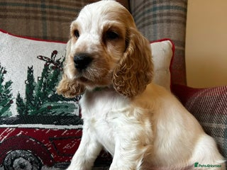 Cocker Spaniel dogs KC registered, health tested show type puppies - Advert 6