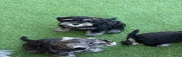 Miniature Schnauzer dogs for sale: 3 beautiful pups available  in Newton Aycliffe - Advert 4