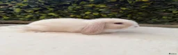 Mini Lop rabbits for sale: Mini lop  - Advert 6