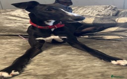 Whippet dogs for sale: Toby , 6 month old whippet  - Image 1
