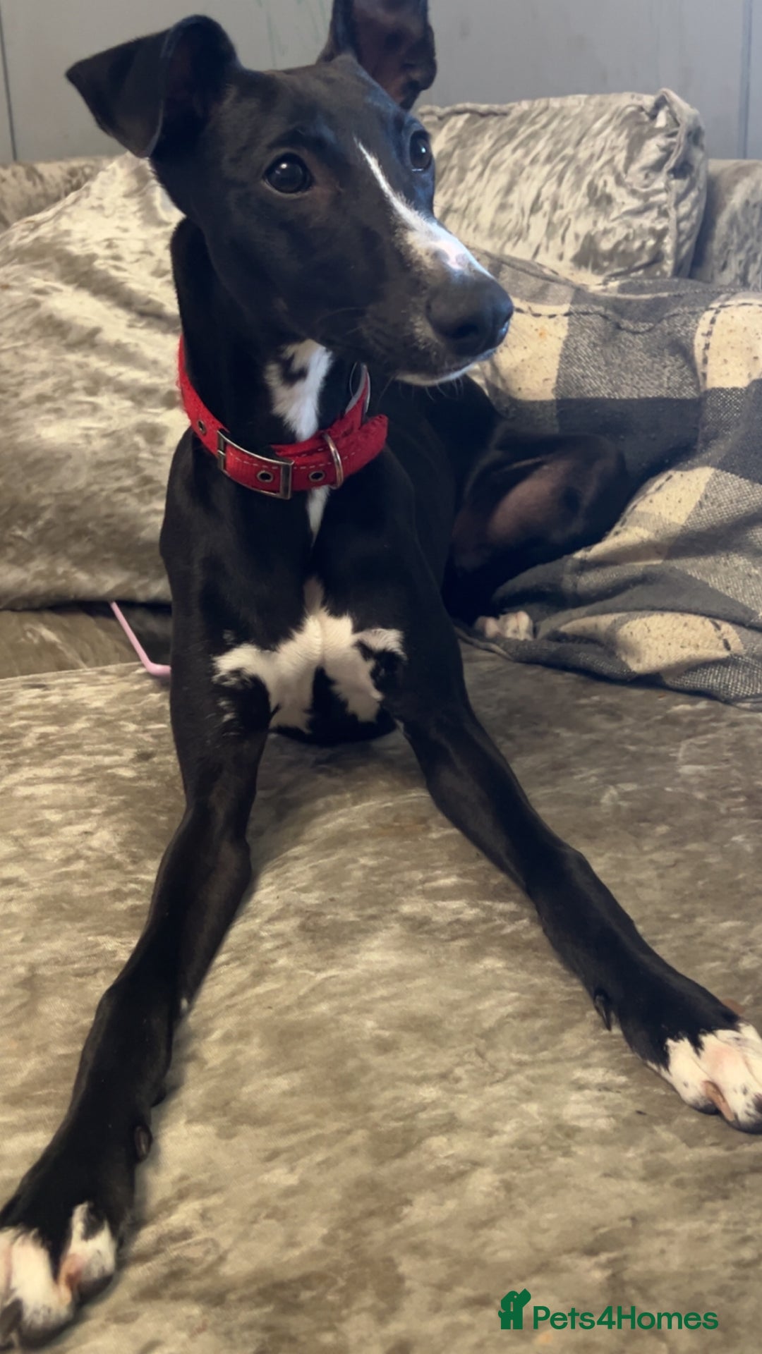 Whippet dogs for sale: Toby , 6 month old whippet  - Image 1